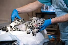 Anesthesia and Pain Management for Feline Ovariohysterectomy